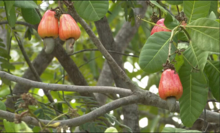 Caju se torna renda extra para agricultoras e ganha festival gastronômico em Boa Vista
