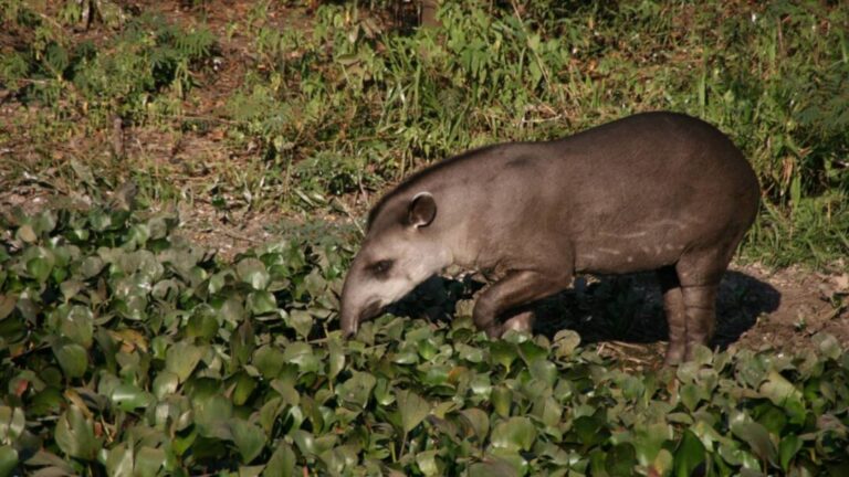 Desmatamento da Amazônia reduz acesso à carne de caça e afeta nutrição de comunidades tradicionais
