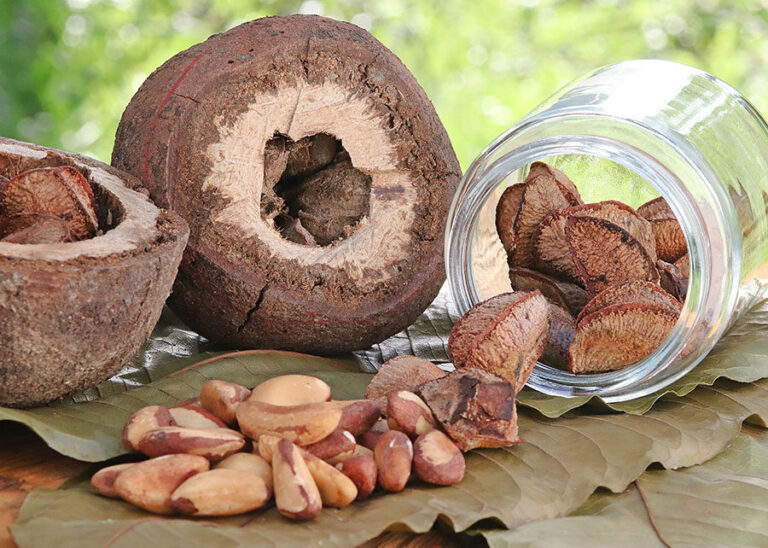 Farinha à base de castanha apresenta teor de proteína 60% superior à do trigo