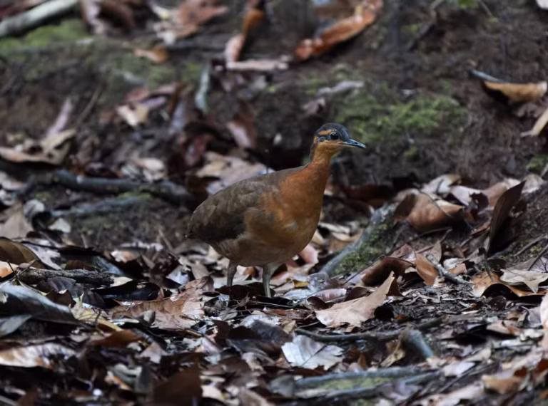 Nova espécie de inhambu descoberta no Acre acende alerta sobre risco de extinção