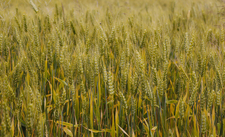 No acumulado até o terceiro trimestre, agro puxa crescimento da economia com alta de 11,6%