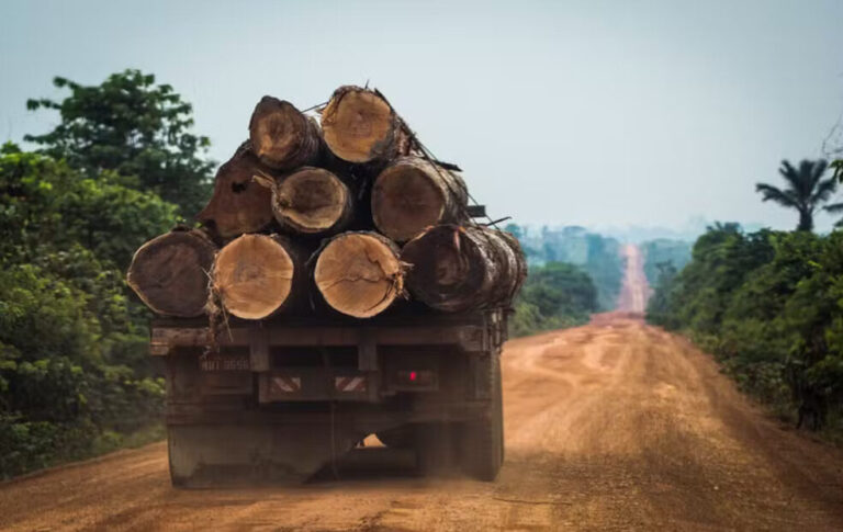 Exploração de madeira cresce 30% em Roraima e quase metade da extração é ilegal