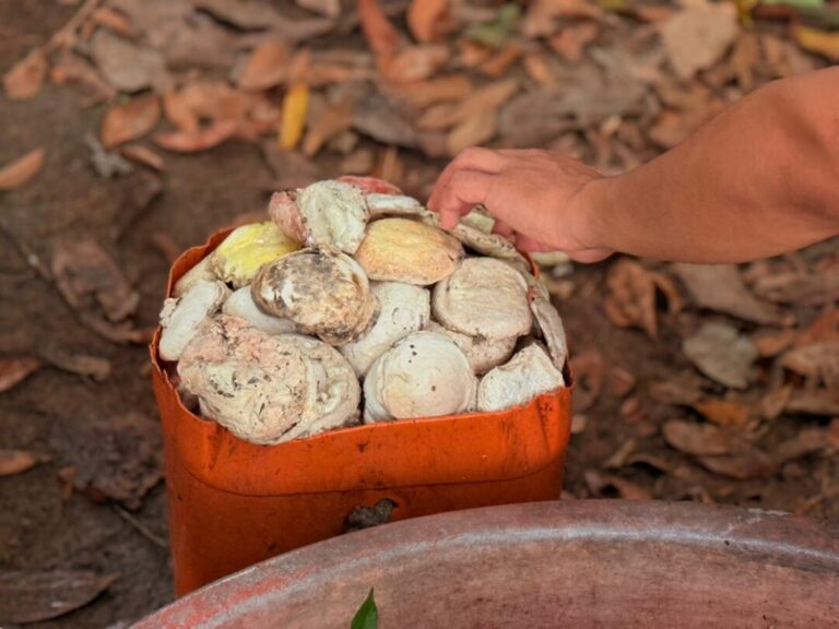 Atividades extrativistas promovem desenvolvimento sustentável em Resex de Rondônia