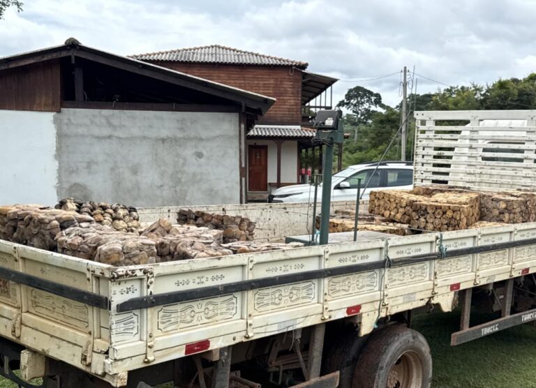 O dinheiro arrecadado será distribuído para as famílias extrativistas participantes da safra, fortalecendo a economia local. 