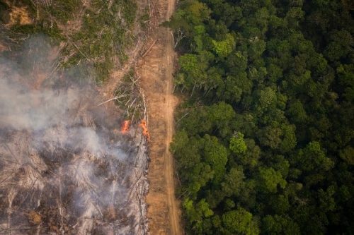 Desmatamento cai 27% de janeiro a novembro na Amazônia, aponta Imazon