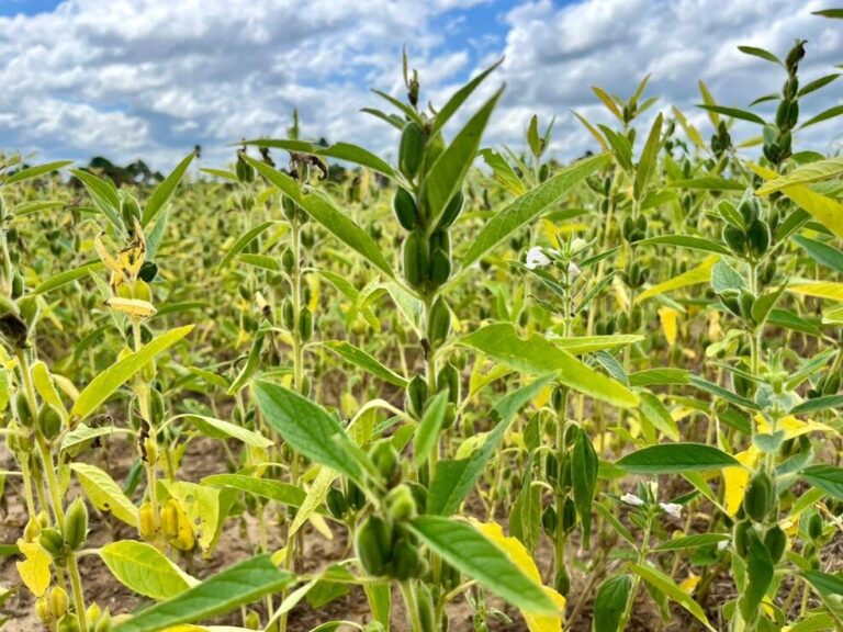 Roraima inicia produção de sementes de gergelim para atender mercado agrícola
