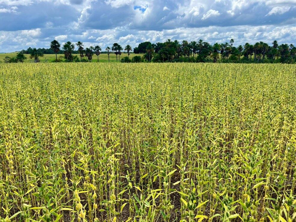 Roraima inicia produção de sementes de gergelim