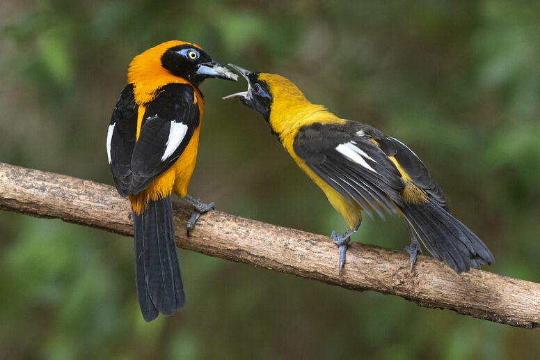observação de aves de Roraima