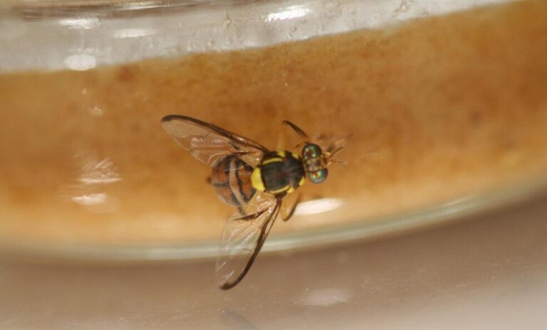 Mosca-da-carambola é detectada em armadilha no Amazonas; Mapa monitora caso