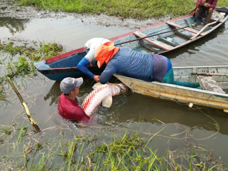 Organizações lançam coleção didática sobre peixes do Tapajós