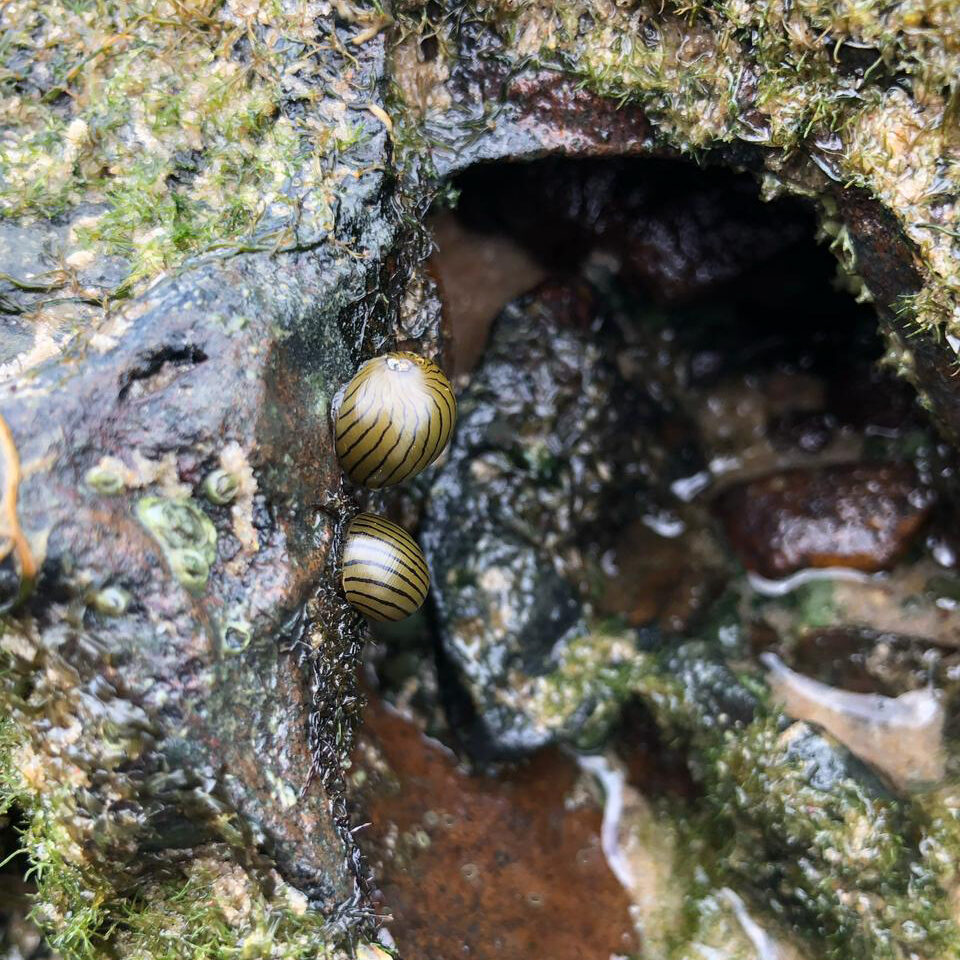 pesquisa-caramujos-1