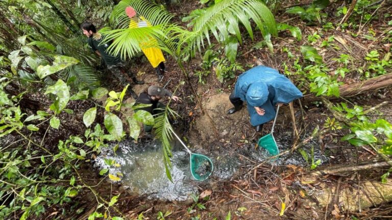 Estudo aponta lacunas na pesquisa sobre a vida de ‘peixes-das-nuvens’ em poças temporárias
