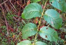 Unha-de-Gato, por exemplo, é uma planta adaptógena. Foto: Nils Servientis/BioDiversity4All