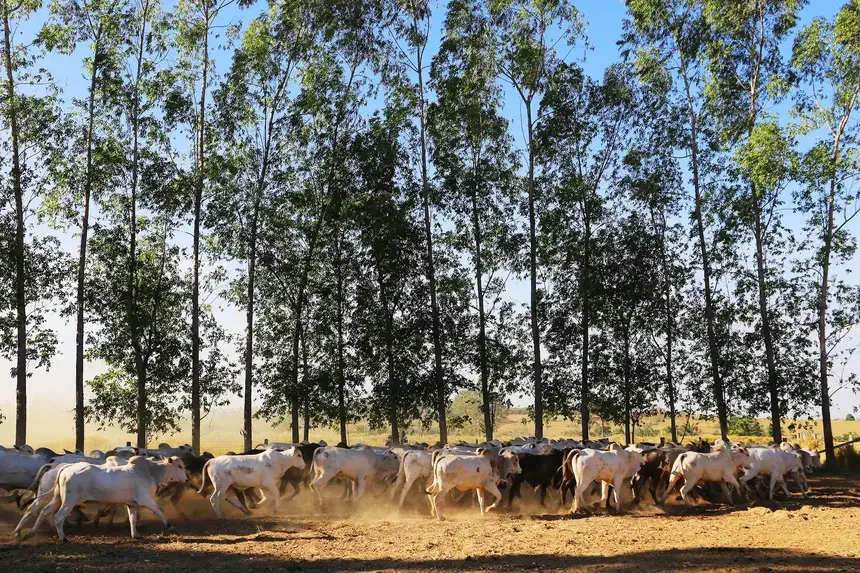 Cotas de Proteção Ambiental