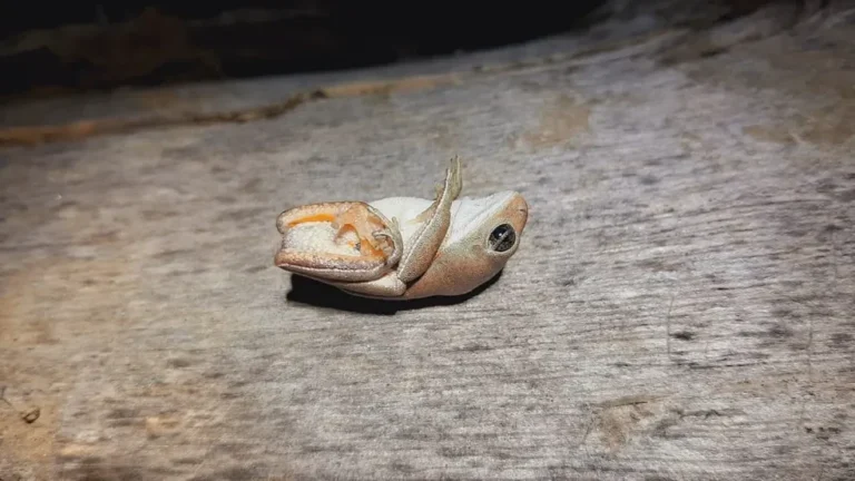 Morreu? Conheça 7 animais amazônicos que praticam a tanatose