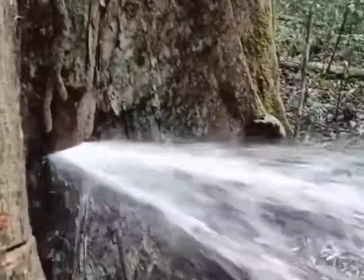 É verdade que árvore Sumaúma “jorra” água no meio ambiente?