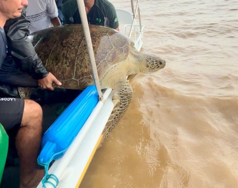 De volta ao lar: tartaruga de 200 quilos é devolvida à natureza no Amapá