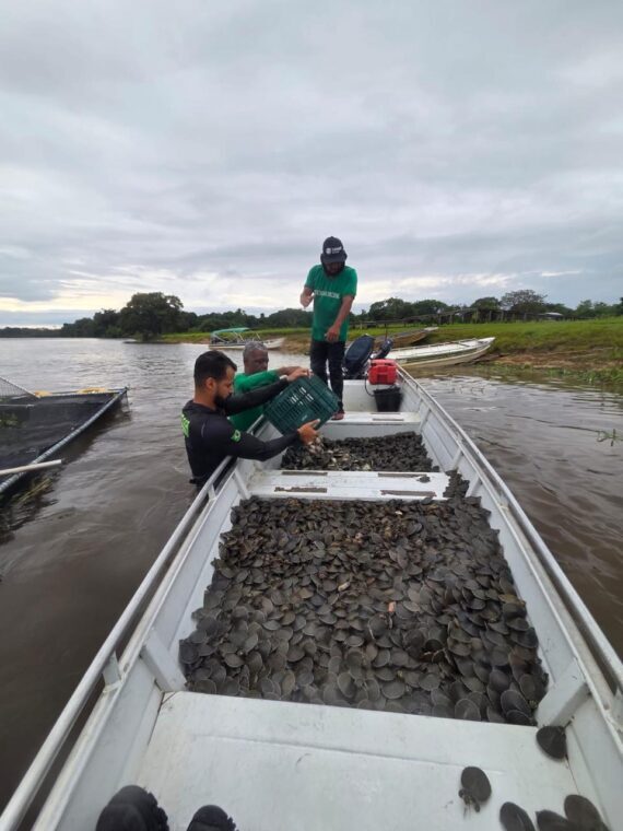 Projeto realiza soltura de 228 mil filhotes de tartaruga-da-Amazônia em Rondônia