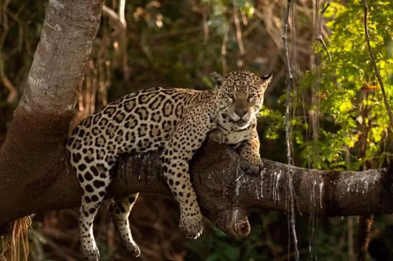 Áreas inéditas da costa do Amapá são exploradas por pesquisadores em busca de onças-pintadas