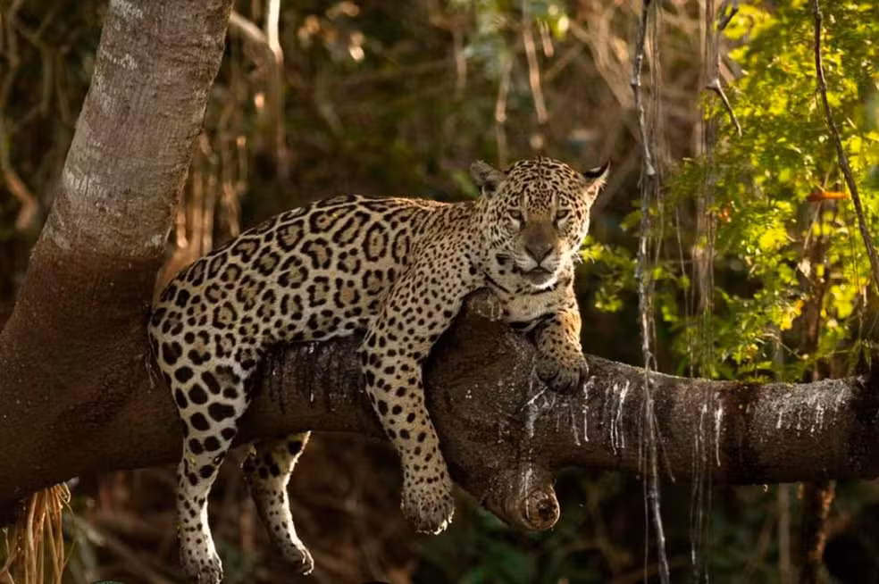 Imagem colorida mostra uma das onças-pintadas descansando em tronco de árvore
