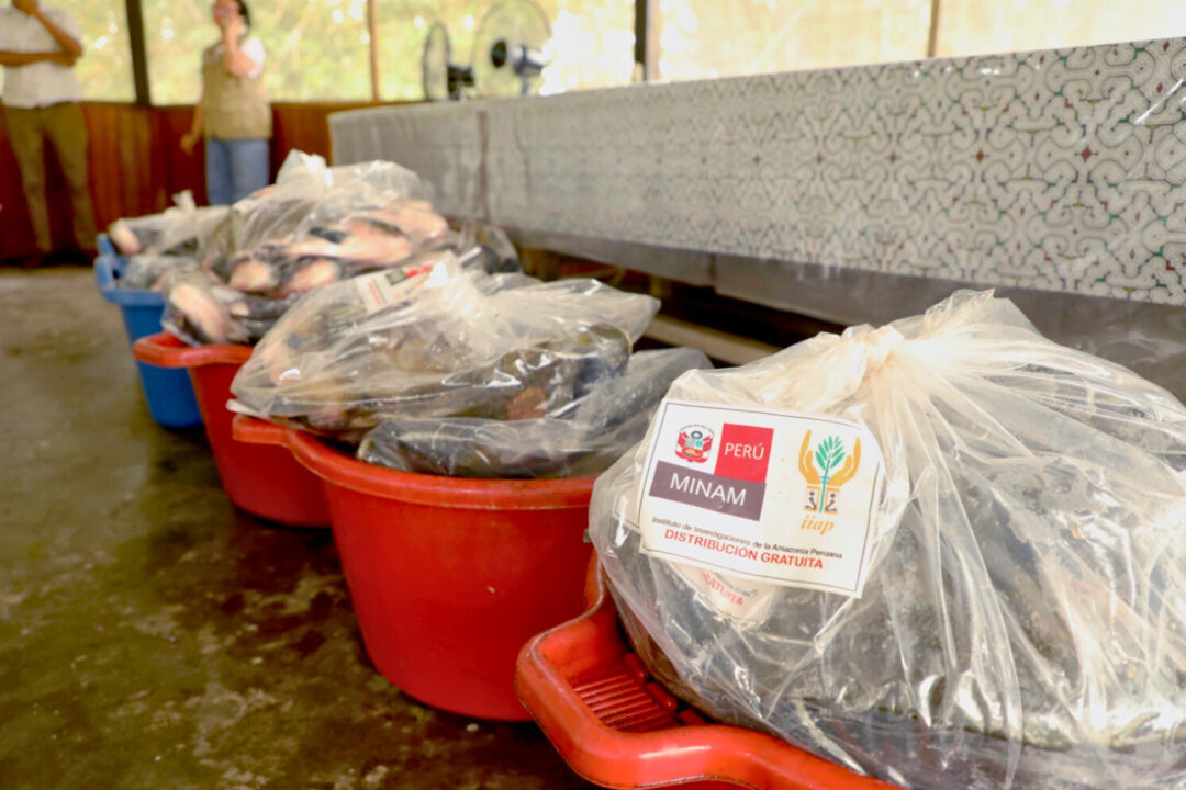 IIAP investe em produção de alevinos no Peru