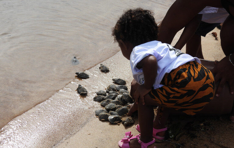 Recorde de nascimentos de tartarugas-da-Amazônia é registrado no Pará
