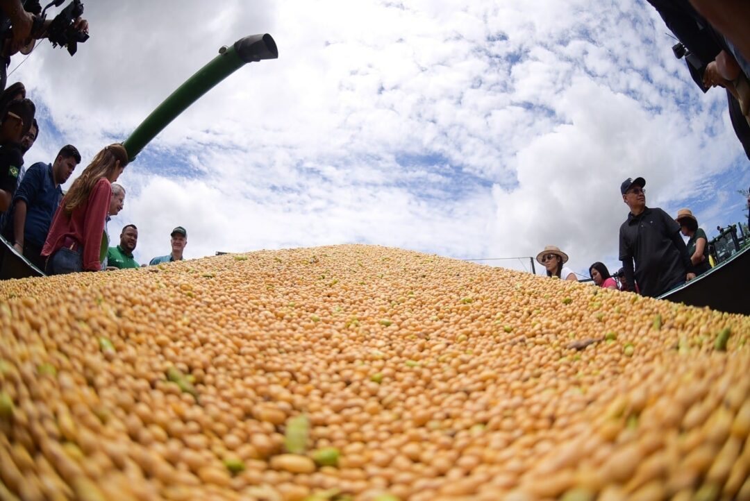 soja, principal produto da safra histórica da agricultura de roraima
