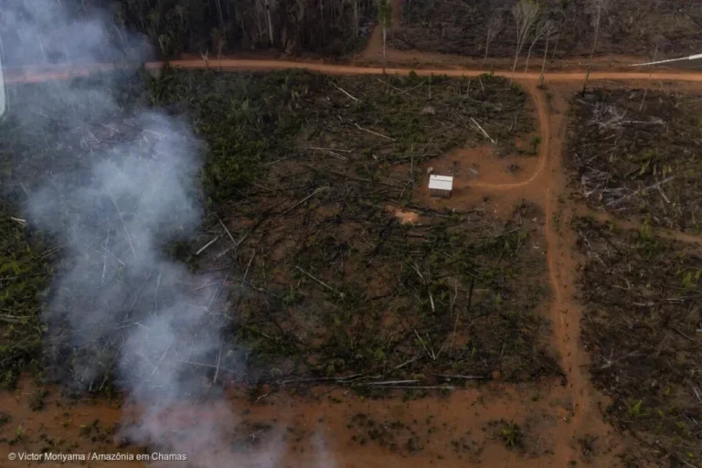 Queda do desmatamento é boa notícia, mas é preciso mudanças estruturais