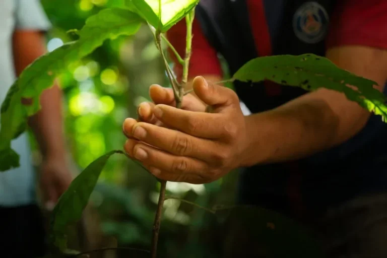 Terra indígena do povo Apiaká, de Mato Grosso, tem plano de gestão territorial validado
