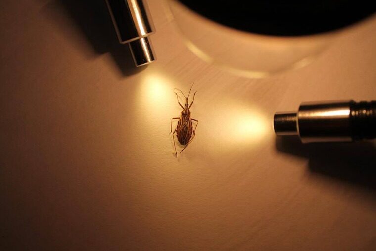 Casos de Doença de Chagas mostram importância do manejo de alimentos à base de frutos amazônicos