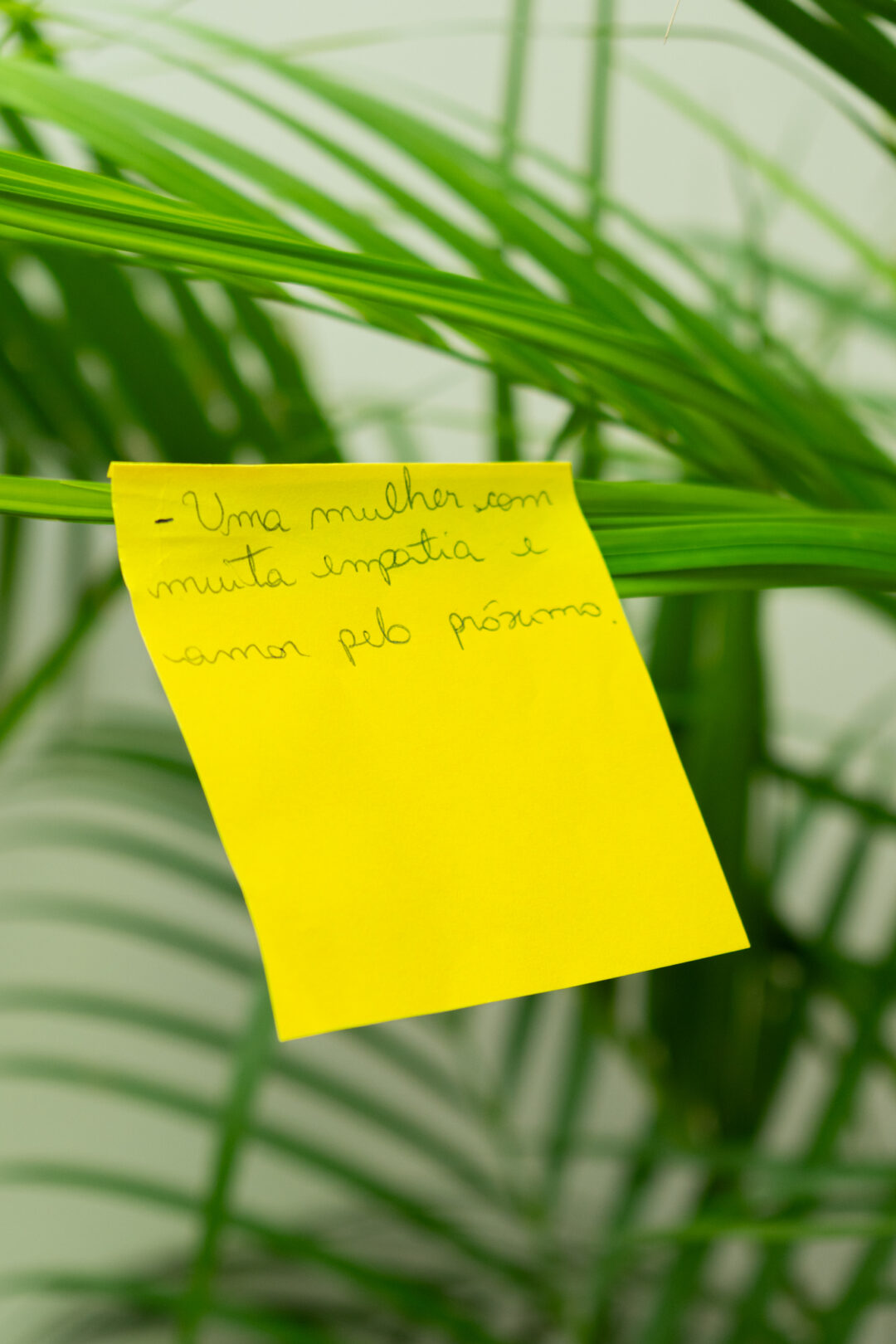 projeto bella causa roraima