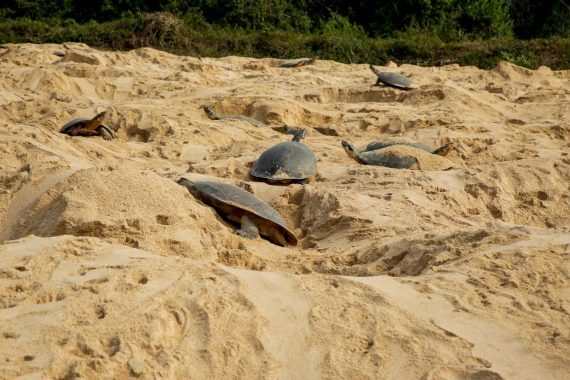 filhotes de tartaruga são encontradas mortas pós cheia ddo rio guaporé