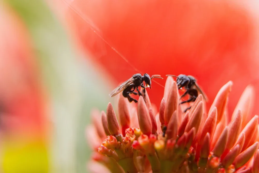Abelhas sem ferrão da Amazônia no Peru
