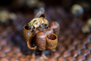 Abelhas sem ferrão da Amazônia no Peru