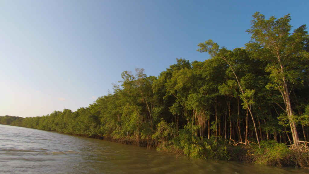 Manguezais-na-margem-do-estuario-rio-Mojuim-Para-Fonte-Observatorio-da-Costa-Amzonica.jpg