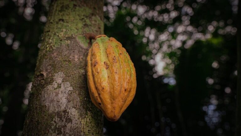 Cacauicultura fortalece desenvolvimento rural sustentável e economia no Acre