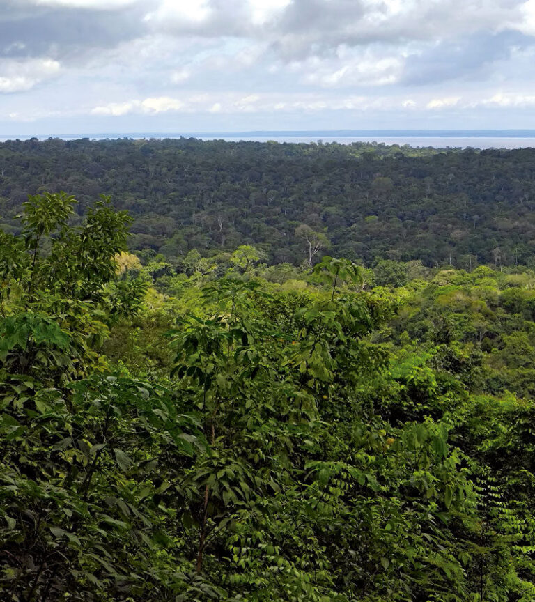Desmatamento: modelos mostram que a floresta amazônica mantém microclima no solo