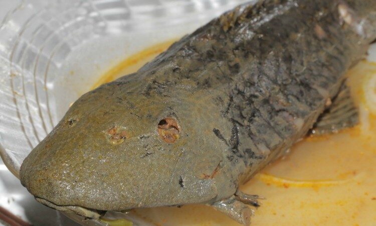 acari, peixe famoso na piracaia