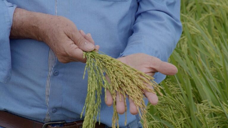 Programas especiais do Amazon Sat embarcam no universo agro de Roraima; confira as estreias