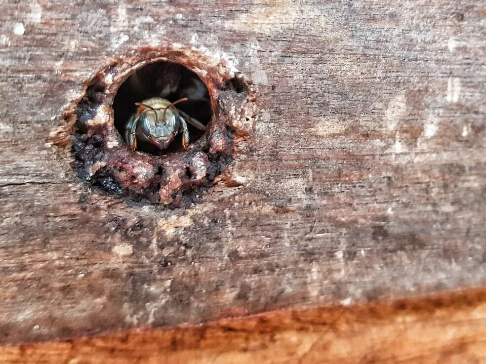 Abelha sem ferrão é responsável pela produção de mel no amapá