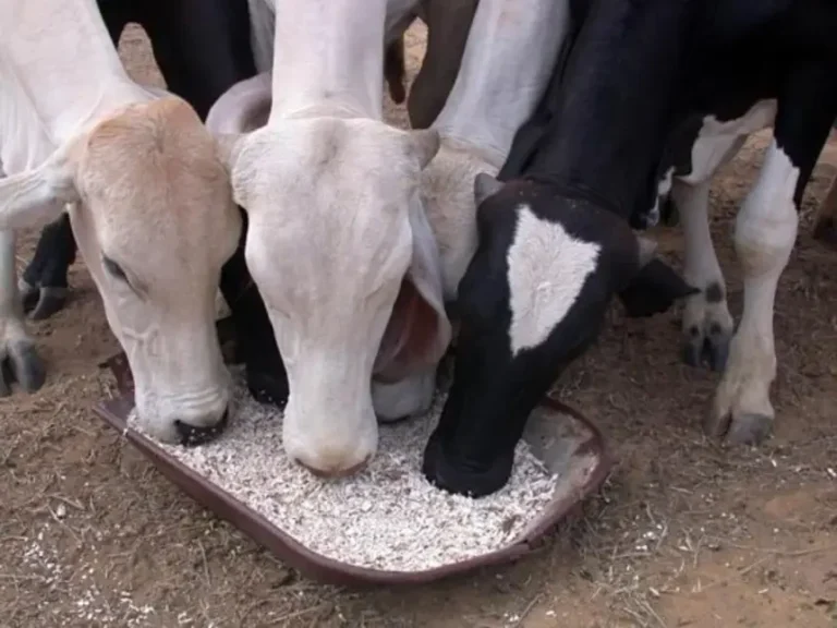 Pesquisa desenvolve alimentação animal a partir da mandioca no Pará