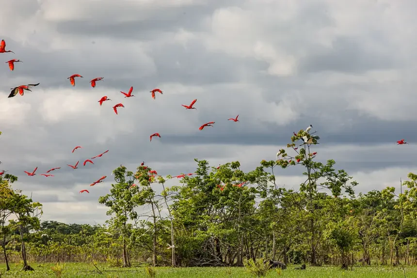Amapá não registra desmatamento acima de 50 hectares por imóvel rural em três anos