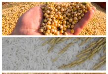 Principais culturas produzidas em Roraima: soja, arroz e milho