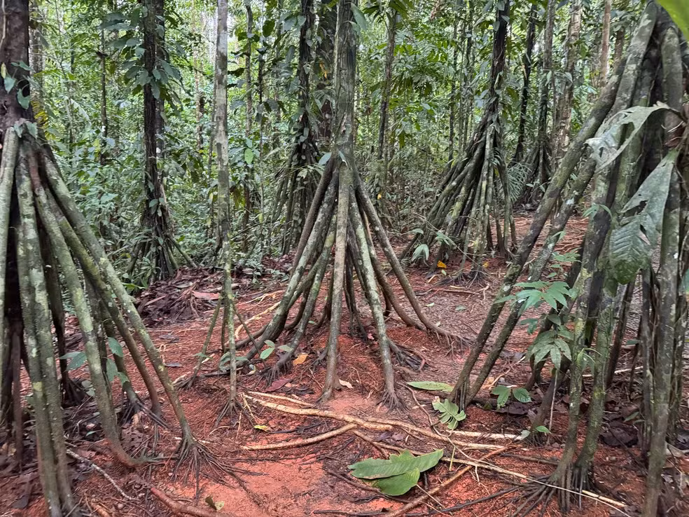 paxiúba, a árvore andante