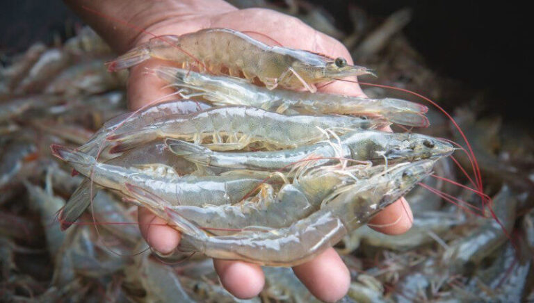 Camarões são pequenos gigantes da biodiversidade amazônica