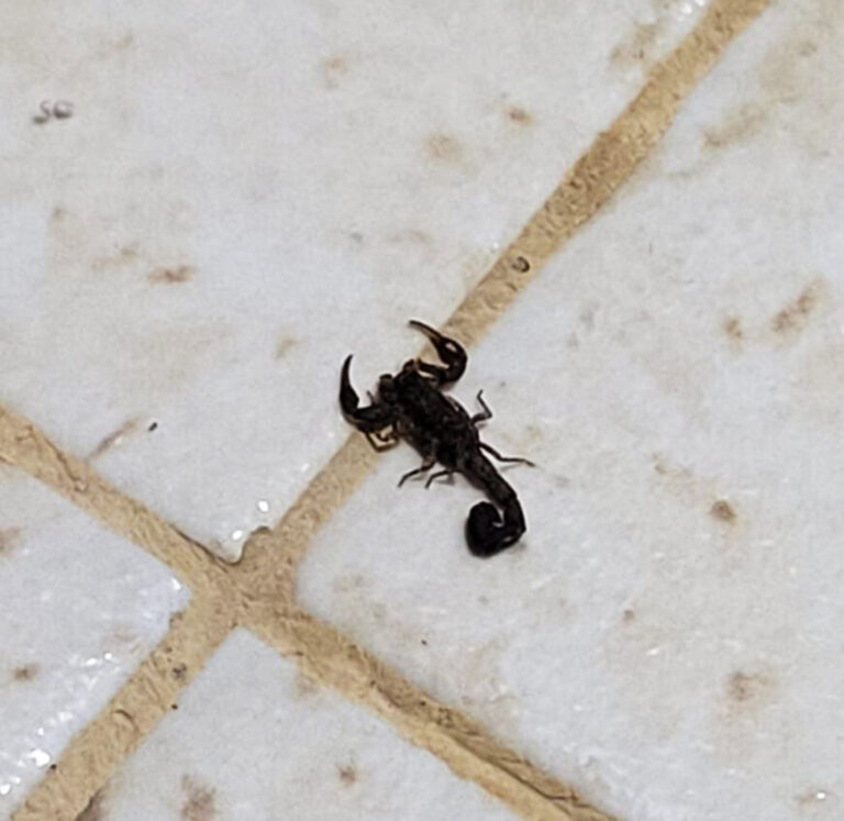 Ações de prevenção contra acidentes com animais peçonhentos crescem em Rondônia