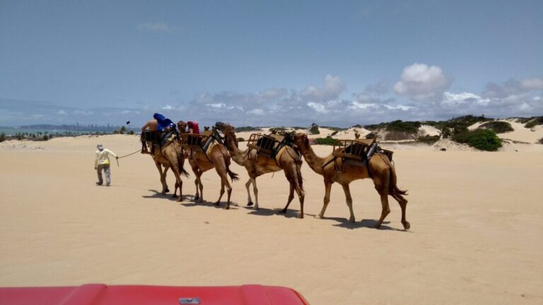 Dromedários na Amazônia? Grupo de animais do Marrocos vive em fazenda no Tocantins
