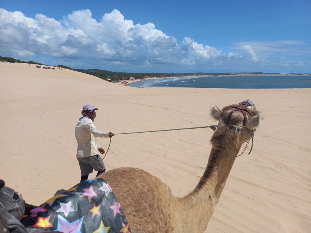 dromedunas - dromedários eram usados como atração turística no RN antes de irem para tocantins