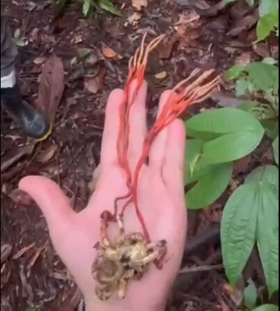 Cientistas encontram fungo ‘zumbi’ em tarântula gigante na Amazônia; vídeo