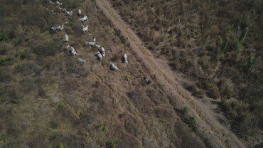 gados no pará em área irregular
